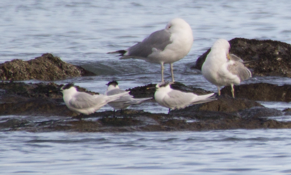 Sandwich Tern